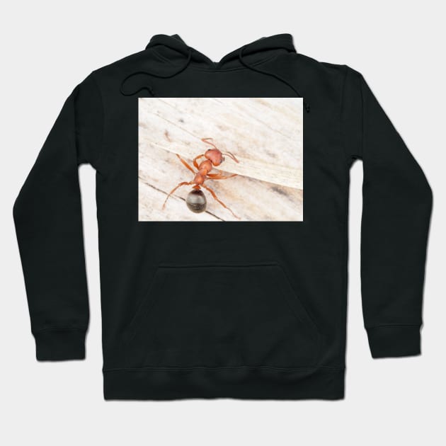 Tiny red-black ant, probably Formica aserva Hoodie by SDym Photography